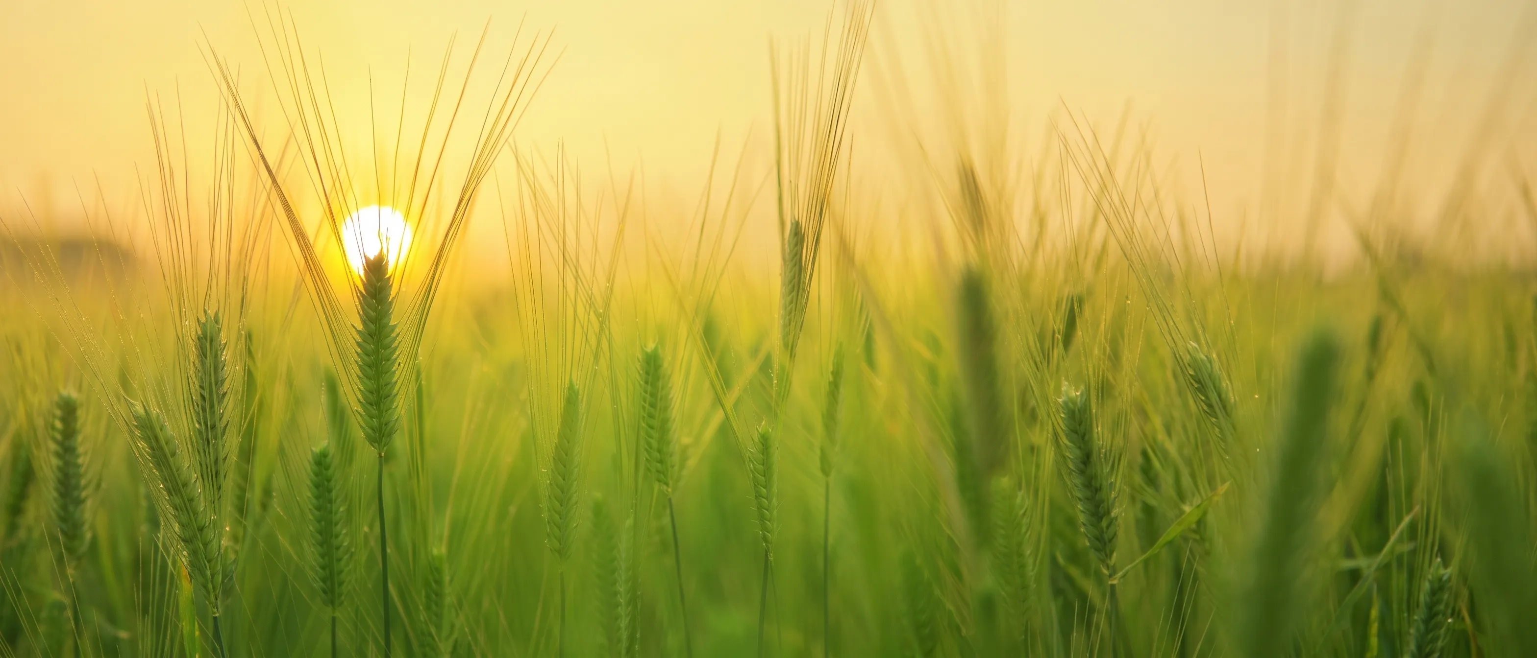 Golden sun rising behind backlit wheat stalks in a green field